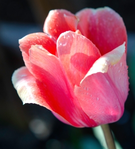 Spokane_Pink_Red_Flower_Sale_26